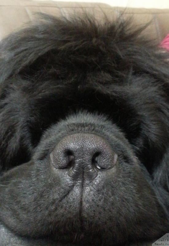 Фото: ньюфаундленд Кипер Соул Симба