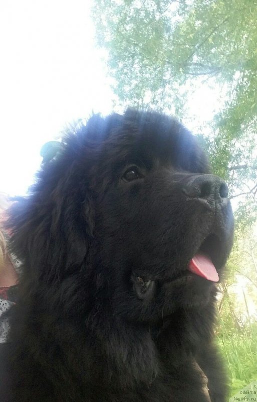 Фото: ньюфаундленд Белкондер-Клаб Марсельеза