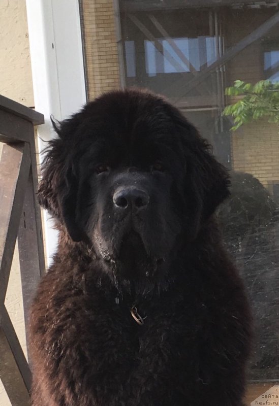 Фото: ньюфаундленд Стеалбеарс Альбакьяра (Stealbears Albachiara)