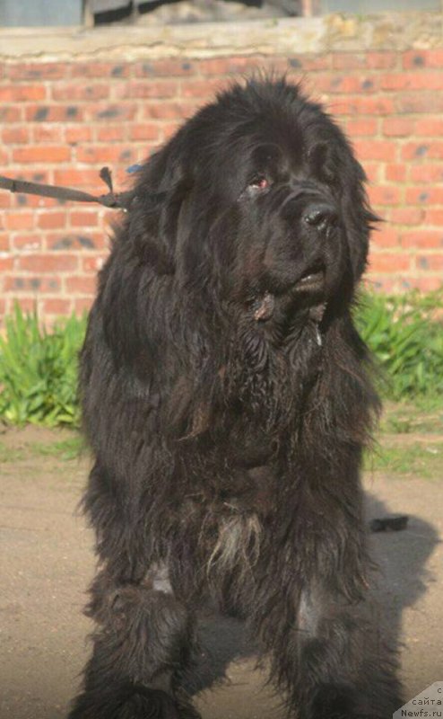 Фотография № 235938