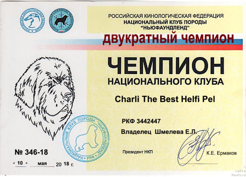 Фото: ньюфаундленд Чарли Де Бест Хелфи Пэл (Charli The Best Helfi Pel)