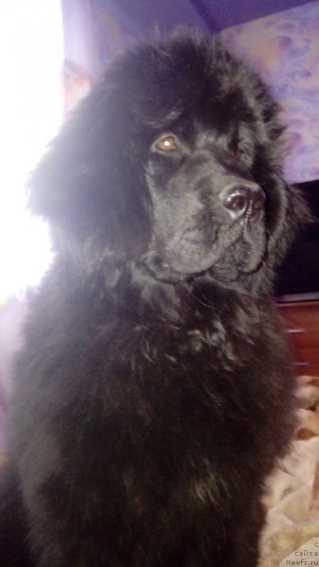 Фото: ньюфаундленд Вип Коллекшн Берз Стар Варвара