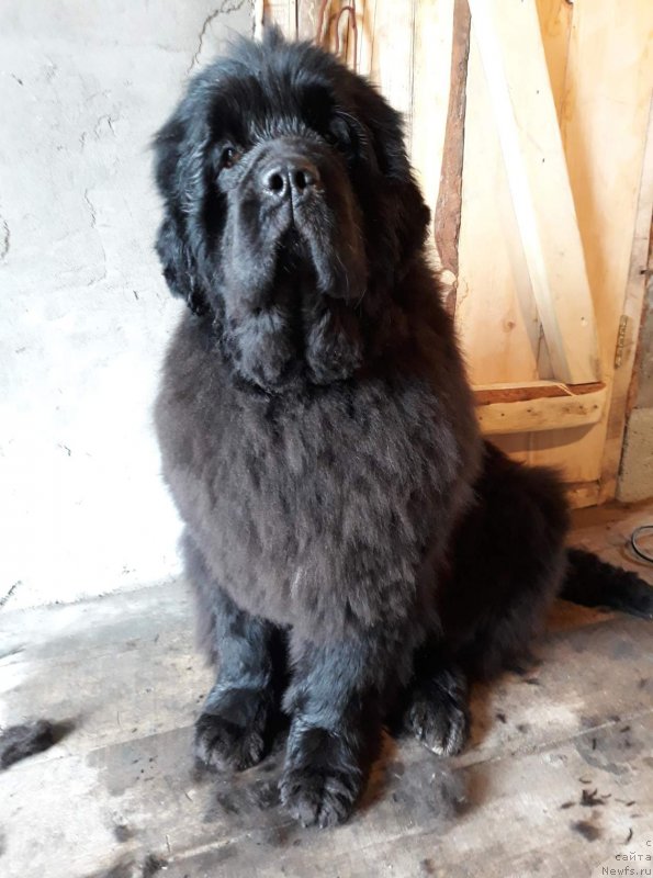 Фото: ньюфаундленд Вип Коллекшн Алания