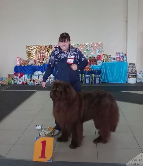 Фото: ньюфаундленд Хакку Шоколадный Медведь (Hakku Shokoladnyy Medved)