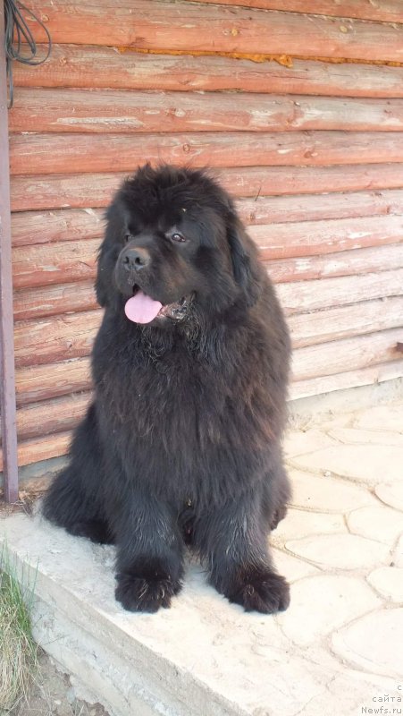 Фото: ньюфаундленд Остап Бендер из Антаграда