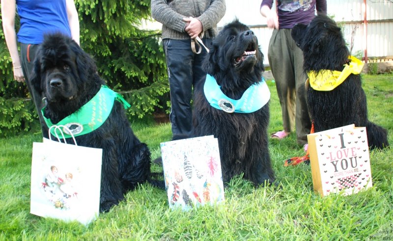 Фото: ньюфаундленд Целого Мира Мало из Аркаима (Tselogo Mira Malo iz Arkaima), ньюфаундленд Центр Мироздания из Аркаима (Tsentr Mirozdaniya iz Arkaima), ньюфаундленд Циннамон БельФра Шармэль из Аркаима (Tsinnamon Bel' Fra Sharmel iz Arkaima)