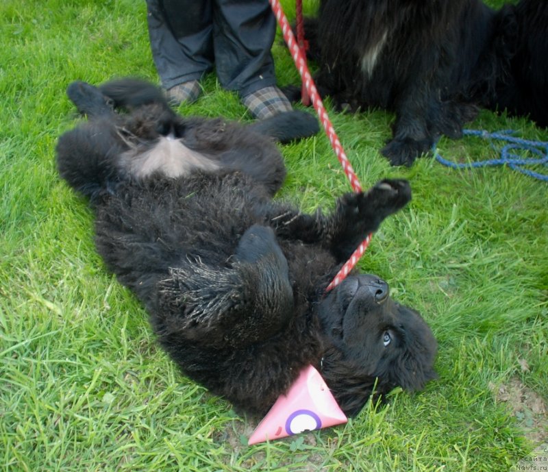 Фото: ньюфаундленд Белкондер-Клаб Мулен Руж