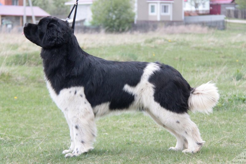 Фото: ньюфаундленд Аквиан Сонг Саншайн