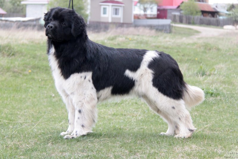 Фото: ньюфаундленд Аквиан Сонг Саншайн