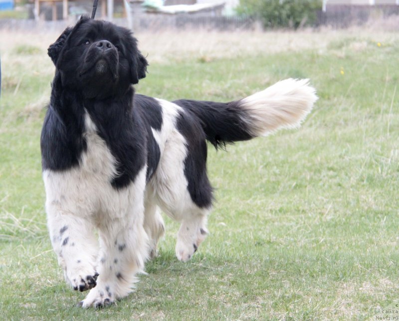 Фото: ньюфаундленд Аквиан Сонг Саншайн