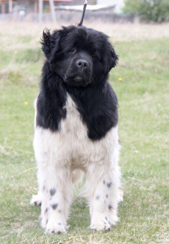 Фото: ньюфаундленд Аквиан Сонг Саншайн