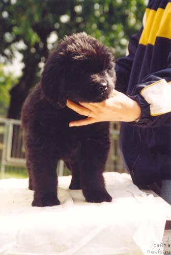 Фото: ньюфаундленд Kiss Princess von Aiching