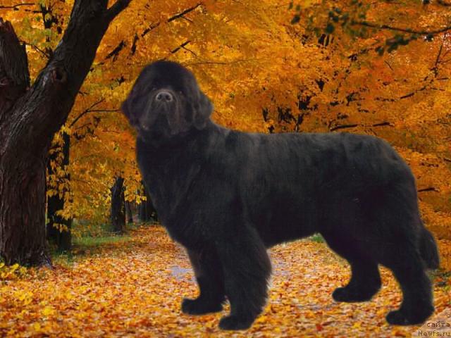 Фото: ньюфаундленд Эйфория из Медвежьего Яра (Eyforia iz Medvejyego Yara)