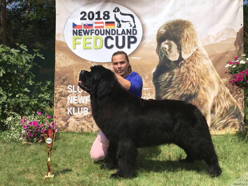 Фото: ньюфаундленд Ньюфорт Инстинкт Виннер Кнайт Итус
