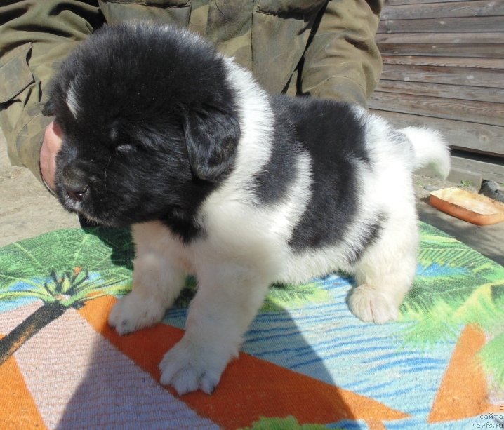 Фотография № 236002