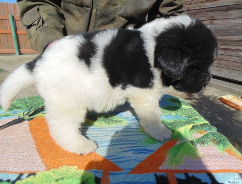 Фотография № 236003