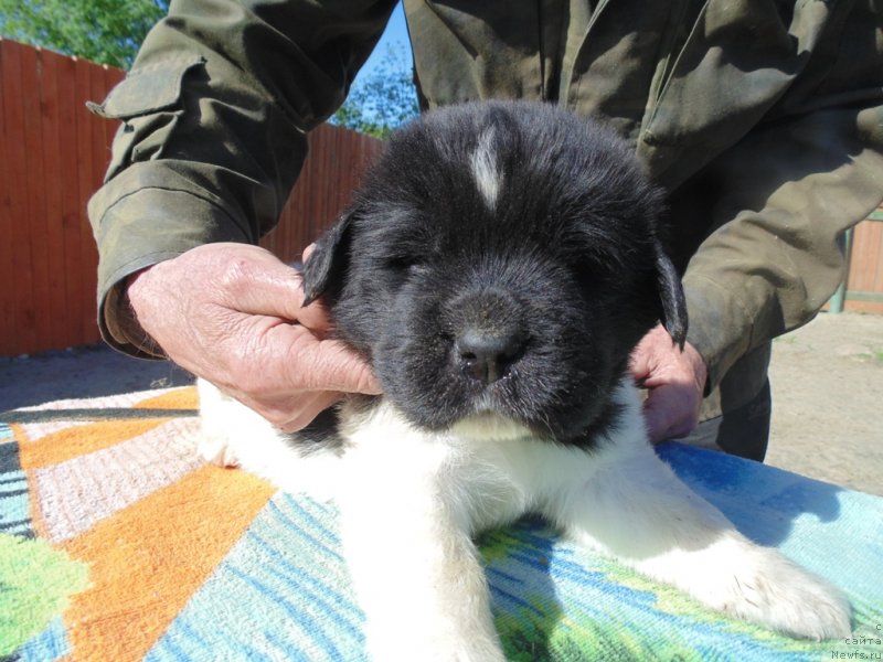 Фото: ньюфаундленд Степная Пальмира Единственный Мой