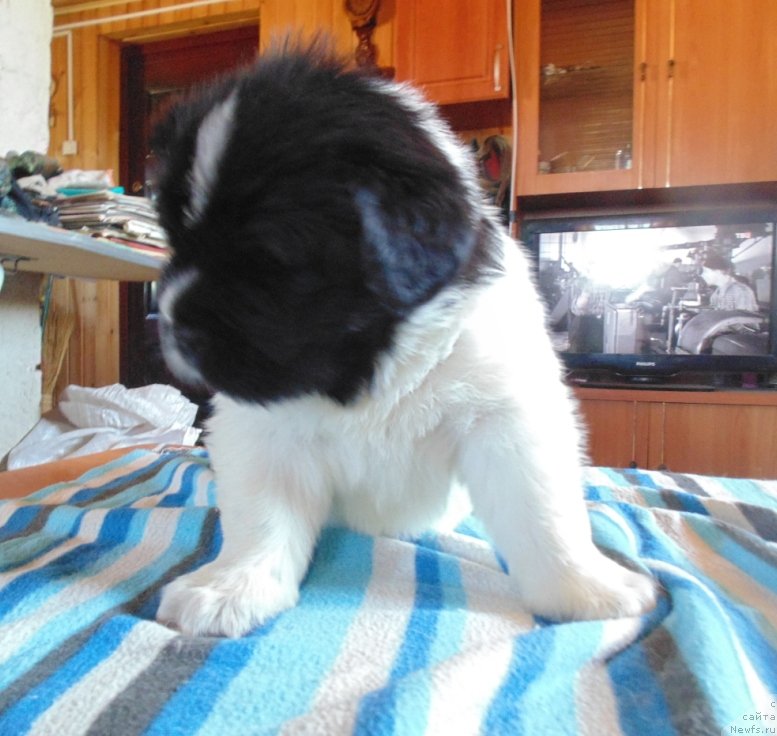 Фотография № 236005