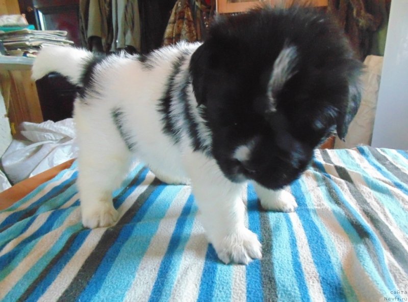 Фотография № 236006