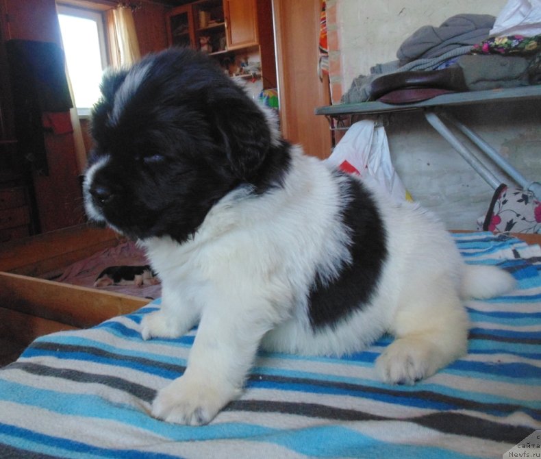 Фотография № 236007