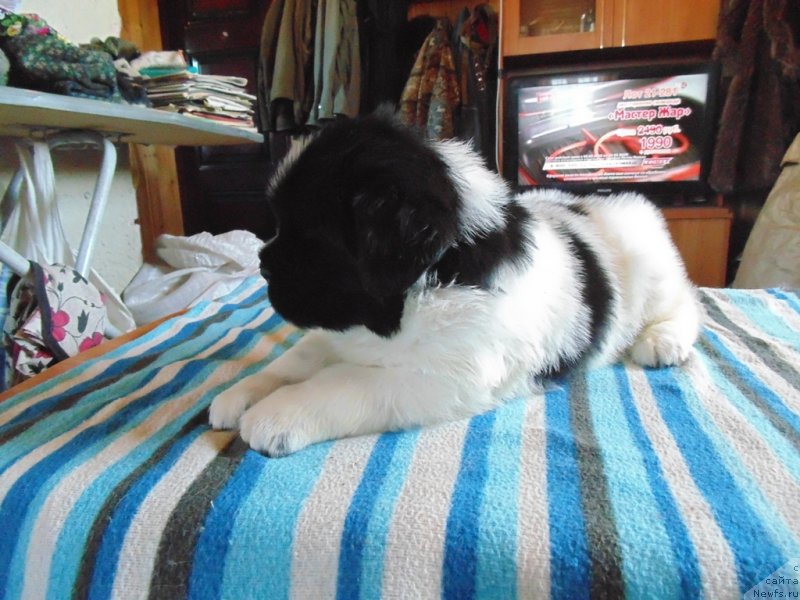 Фотография № 236008