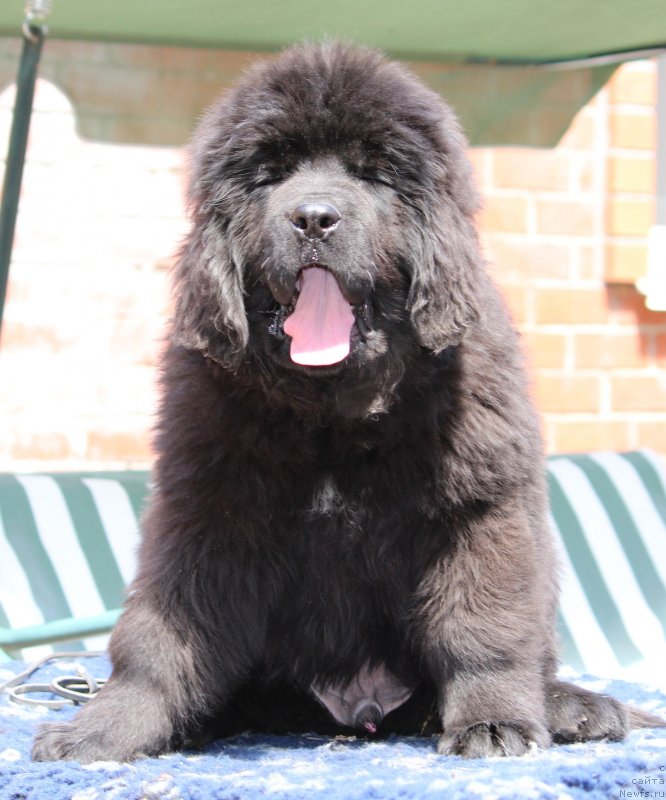 Фото: ньюфаундленд Супер Премиум Яшата но Ороти