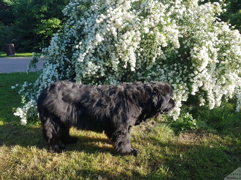 Фото: ньюфаундленд Сент Джонс Гвендолин Глориус Гарден