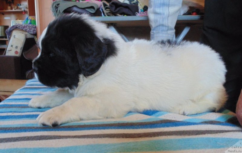 Фотография № 236014