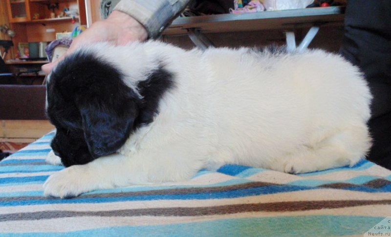 Фотография № 236015