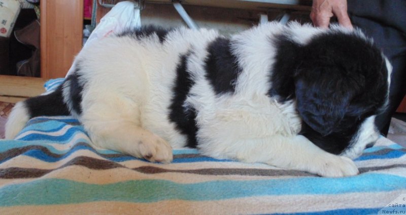 Фотография № 236016