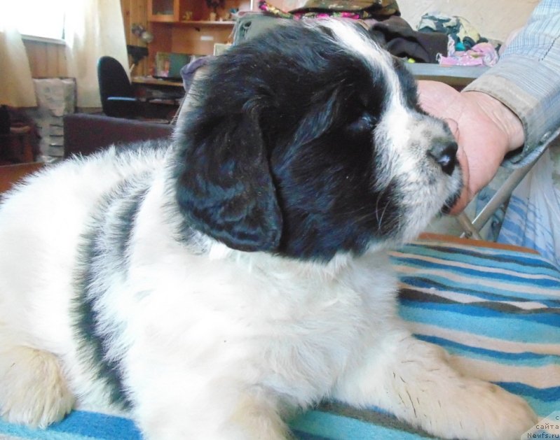 Фото: ньюфаундленд Степная Пальмира Единственный Мой