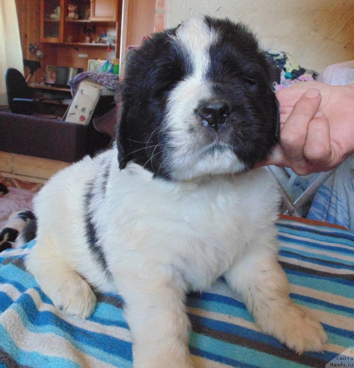 Фотография № 236018