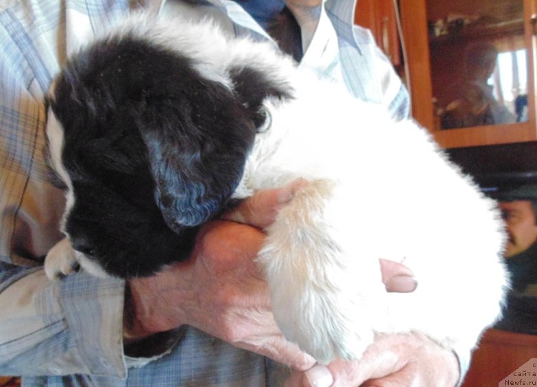 Фотография № 236019