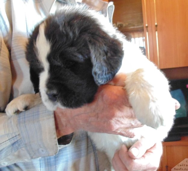 Фото: ньюфаундленд Степная Пальмира Единственный Мой