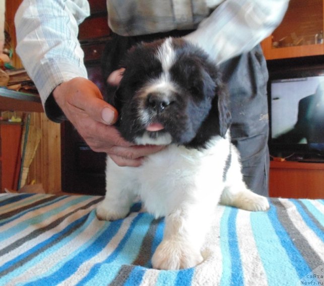 Фото: ньюфаундленд Супер Бизон Мелодия