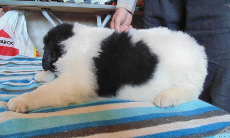 Фото: ньюфаундленд Супер Бизон Мелодия