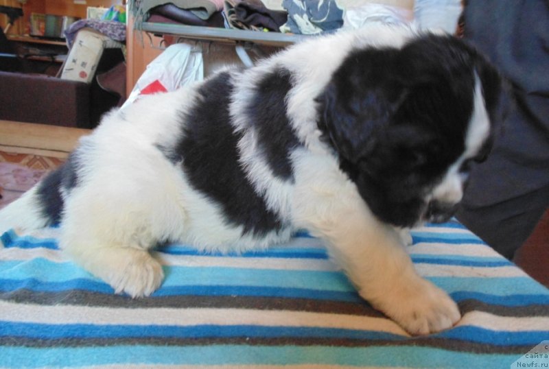 Фотография № 236023