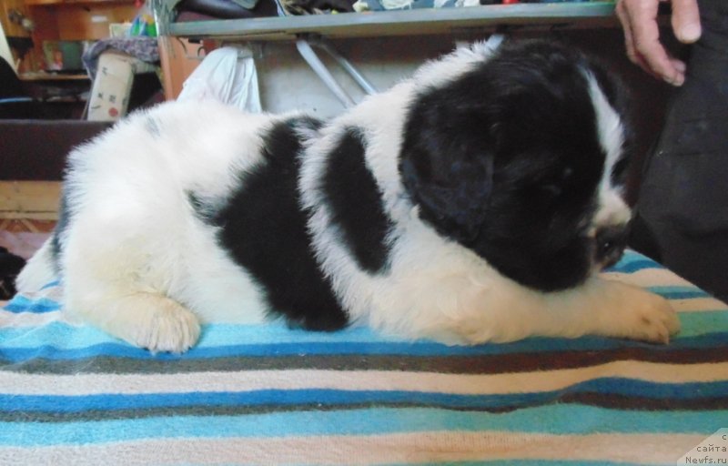 Фотография № 236024