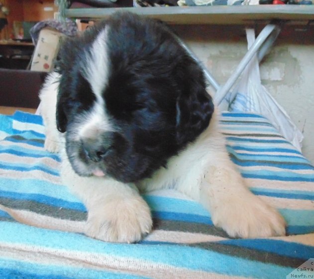 Фотография № 236025