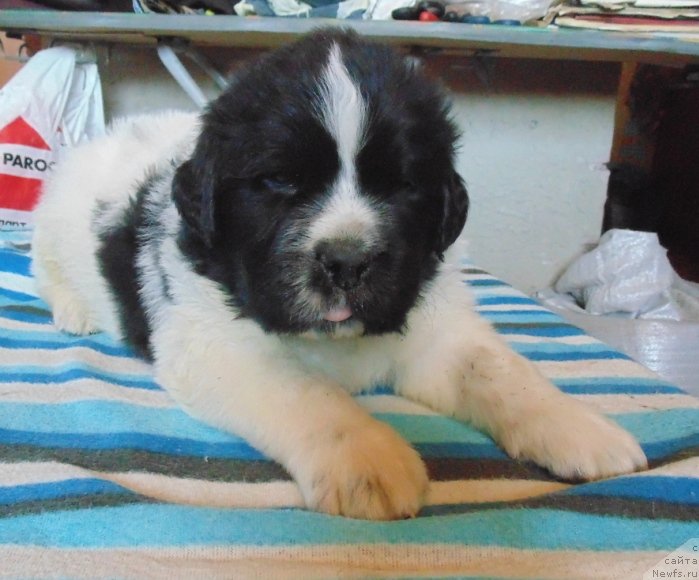 Фото: ньюфаундленд Супер Бизон Мелодия