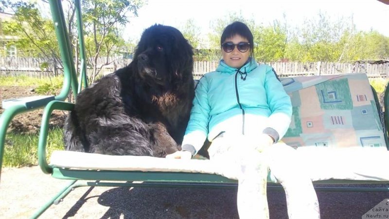 Фото: ньюфаундленд Джулия Орсо Оливия