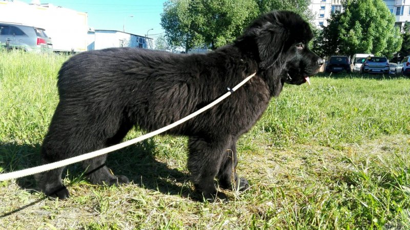 Фото: ньюфаундленд Перл оф Сиа Дипс Жизель