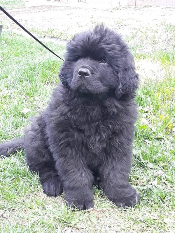 Фото: ньюфаундленд Ньюфорт Жорджия