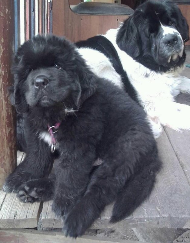 Фото: ньюфаундленд Королевич Елисей от Сибирского Медведя