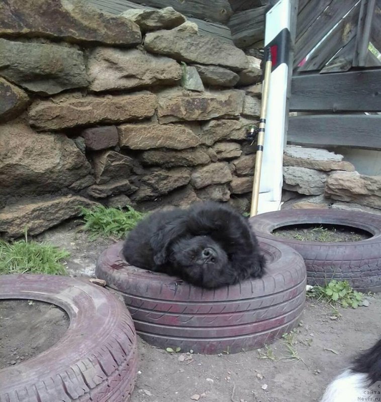 Фото: ньюфаундленд Королевич Елисей от Сибирского Медведя