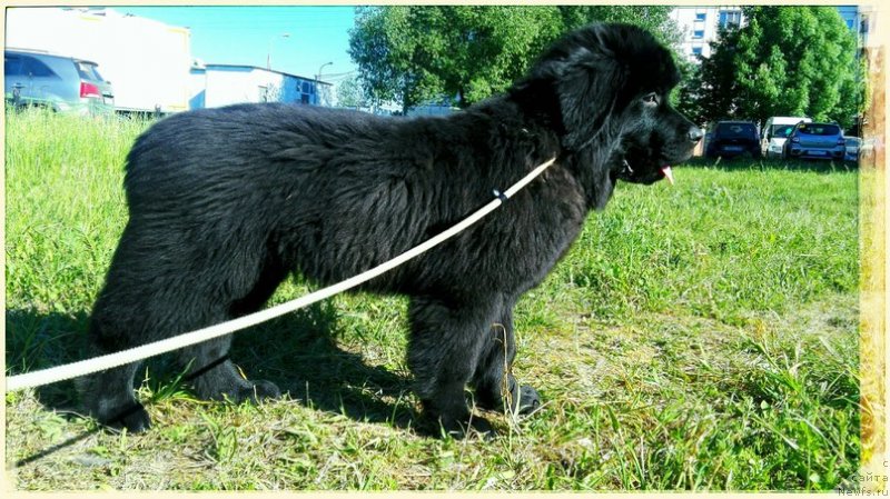 Фото: ньюфаундленд Перл оф Сиа Дипс Жизель