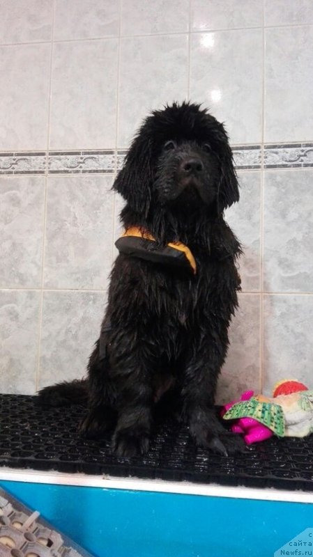 Фото: ньюфаундленд Перл оф Сиа Дипс Жизель