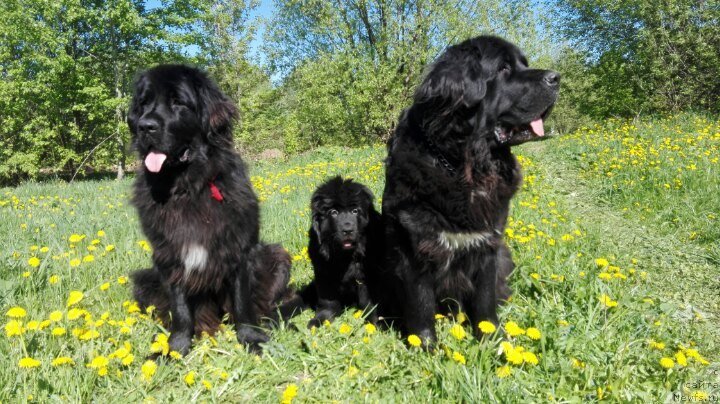 Фото: ньюфаундленд My Frend Newfy' Abigail Miss Churchill, ньюфаундленд Перл оф Сиа Дипс Жизель, ньюфаундленд Арна (Arna)