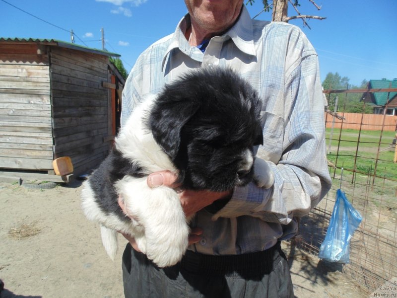 Фото: ньюфаундленд Супер Бизон Мелодия