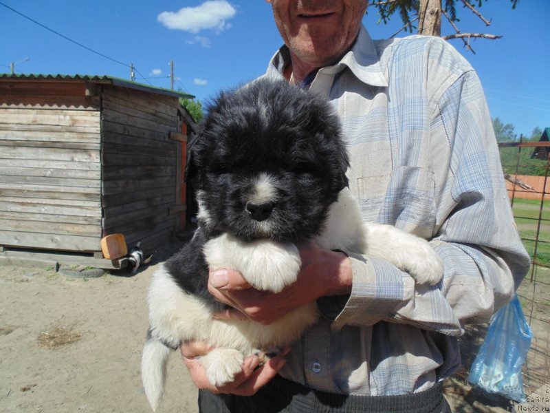 Фото: ньюфаундленд Супер Бизон Мелодия